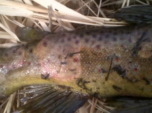 Bighorn River Brown with Fungus