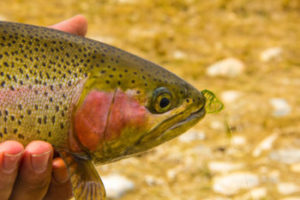 bighorn river rainbow trout